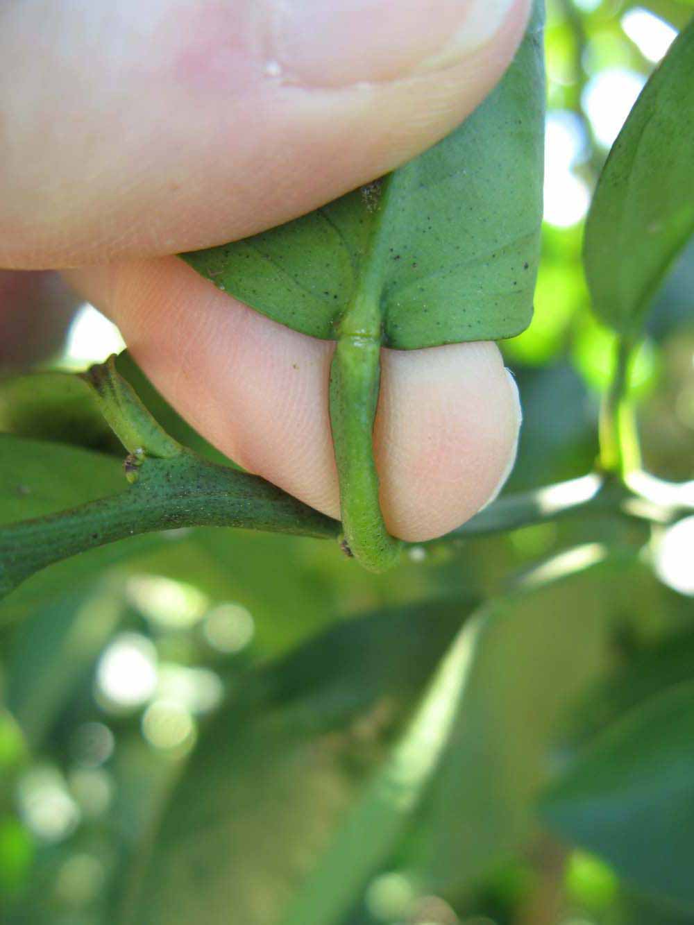              Petiole (Winter Haven, FL)       